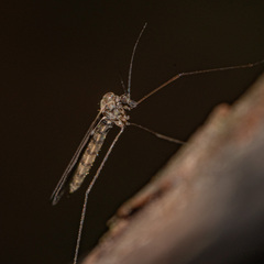 Trichocera