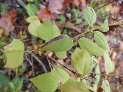 Leucospilapteryx venustella