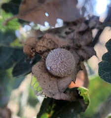 Cynips multipunctata