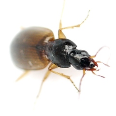 Agonum