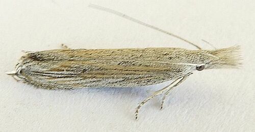 Sophronia primella photo 2