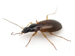 Agonum