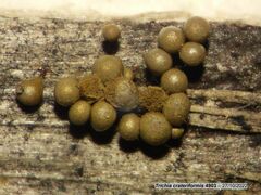 Trichia crateriformis