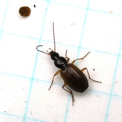 Agonum