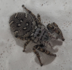 Phidippus mystaceus
