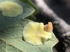 Andricus pattersonae