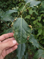 Thecabius populimonilis