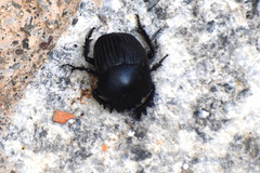 Scarabaeus laticollis