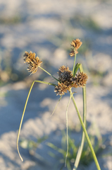 Cyperus glomeratus