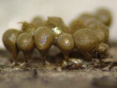 Trichia crateriformis