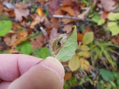 Leucospilapteryx venustella