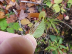 Leucospilapteryx venustella