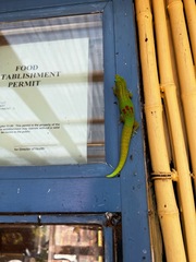 Phelsuma laticauda