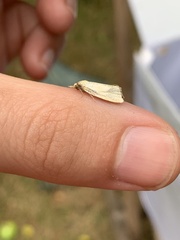 Zelotherses paleana