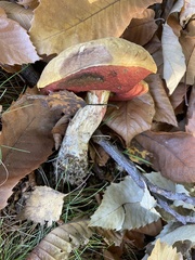 Neoboletus erythropus