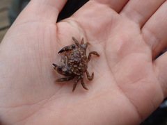 Glebocarcinus oregonensis