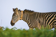 Equus quagga crawshayi