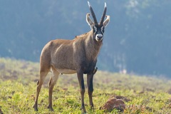 Hippotragus equinus equinus