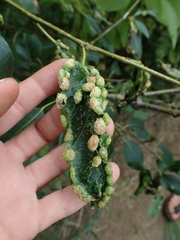 Thecabius populimonilis