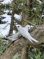 Gygis alba