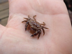 Glebocarcinus oregonensis