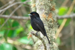 Knipolegus cyanirostris