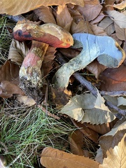Neoboletus erythropus
