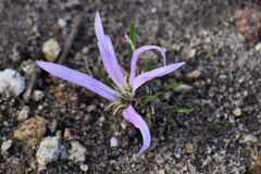 Colchicum montanum