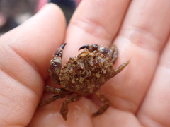 Glebocarcinus oregonensis