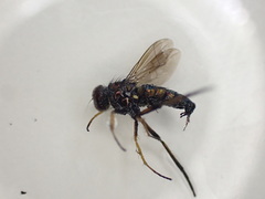 Chrysotus