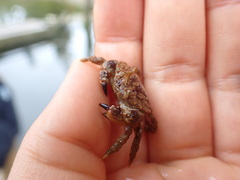 Glebocarcinus oregonensis