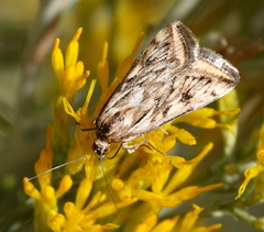 Loxostege cereralis