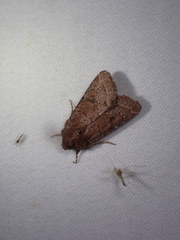 Eriopygini