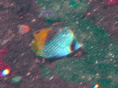 Chaetodon auriga