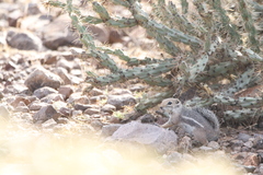 Ammospermophilus harrisii