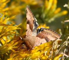 Heliothis phloxiphaga