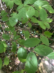 Caprifoliaceae
