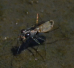 Ellipsoptera hamata