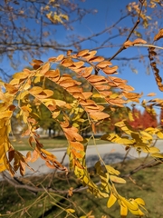 Gleditsia triacanthos