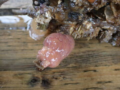 Aplidium californicum
