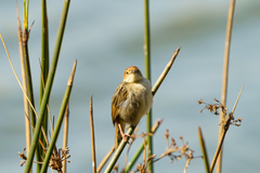 Cisticola