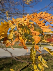 Gleditsia triacanthos