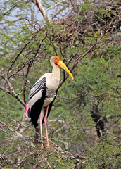 Mycteria leucocephala