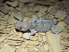 Chondrodactylus bibronii