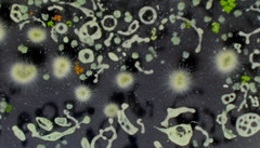 Gloeotrichia echinulata