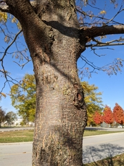 Gleditsia triacanthos