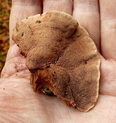 Hapalopilus rutilans