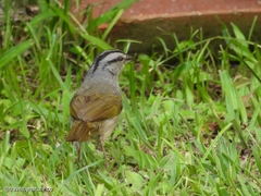 Arremonops conirostris