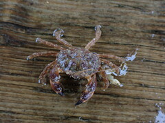 Glebocarcinus oregonensis