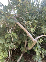 Ficus carica